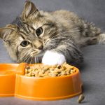 What is the best food for your cat?