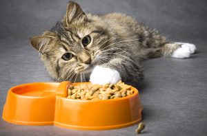 What is the best food for your cat?